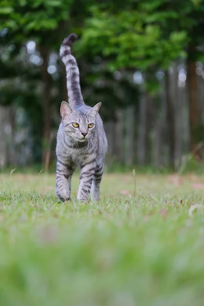 Egyptian Mau Havana Brown Grumpy Fat Frowning Cat Green Lawn — Stockfoto