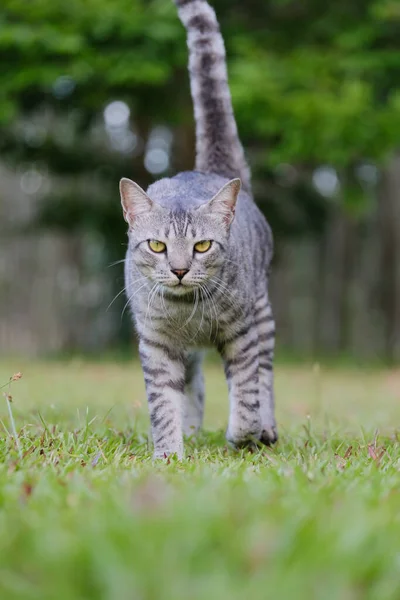 Egyptian Mau Havana Brown Grumpy Fat Frowning Cat Green Lawn — Stockfoto