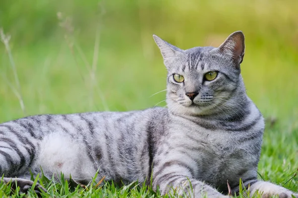 Egyptian Mau Havana Brown Grumpy Fat Frowning Cat Green Lawn — Stockfoto