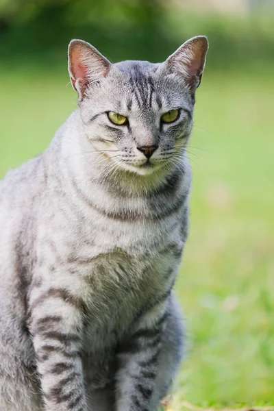 Egyptian Mau Havana Brown Grumpy Fat Frowning Cat Green Lawn — Stockfoto