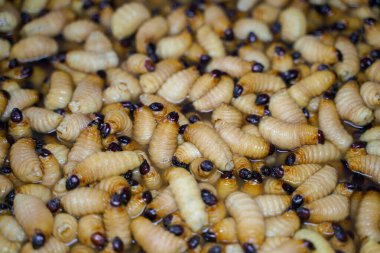 Kızıl Palmiye Buğday bitinin (Rhynchophorus Ferrugineus) arka plan öbeği