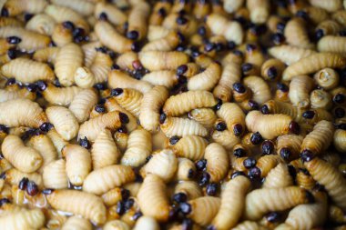 Kızıl Palmiye Buğday bitinin (Rhynchophorus Ferrugineus) arka plan öbeği