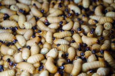 Kızıl Palmiye Buğday bitinin (Rhynchophorus Ferrugineus) arka plan öbeği