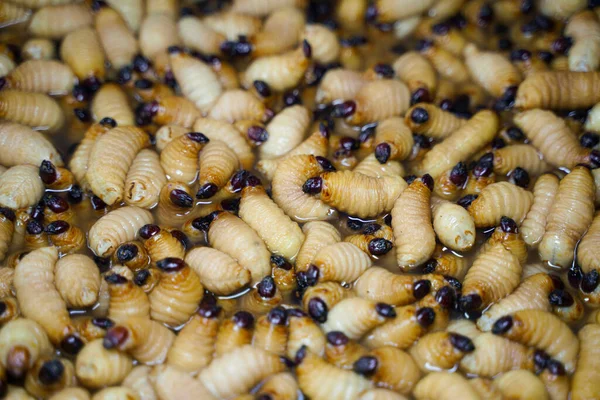 Pila Red Palm Weevil Rhynchophorus Ferrugineus Sfondo — Foto Stock