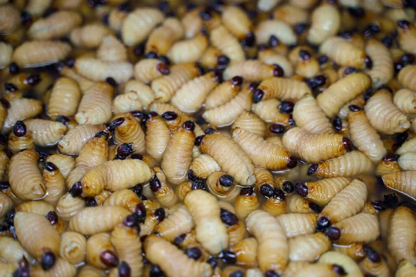 Kızıl Palmiye Buğday bitinin (Rhynchophorus Ferrugineus) arka plan öbeği