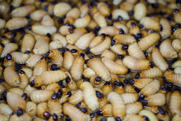 The pile of Red Palm Weevil (Rhynchophorus Ferrugineus) background