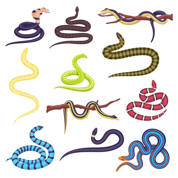 Diferente conjunto de iconos de serpiente de color de dibujos animados. Vector — Archivo Imágenes Vectoriales