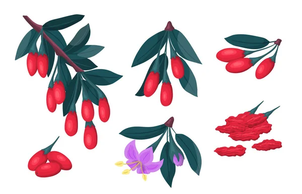 Tecknad färg olika Goji växtbär Set. Vektor — Stock vektor