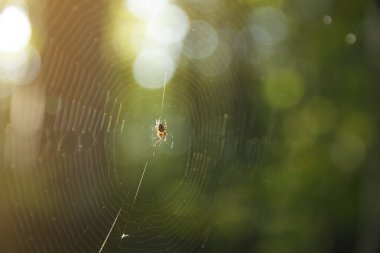 Örümcek avın ormanında bir ağa tutunuyor. Parlak sarı güneş ışığı, örümcek ağı, bahar mevsimi, vahşi doğa kavramının güzelliği..