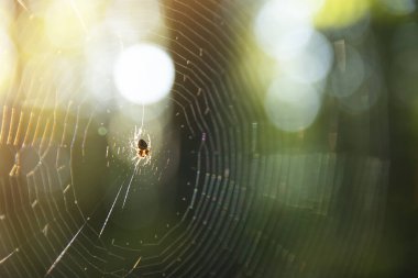 Örümcek avın ormanında bir ağa tutunuyor. Parlak sarı güneş ışığı, örümcek ağı, bahar mevsimi, vahşi doğa kavramının güzelliği..