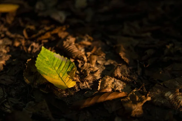 Bir Ağacın Zeminindeki Sarı Yaprak Sonbahar Ormanındaki Diğer Turuncu Sarı — Stok fotoğraf