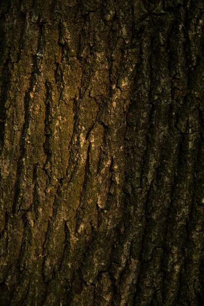 Pozadí Strom Habr Strom Kůra Mech Close Beautiful Umělecké Světlo — Stock fotografie