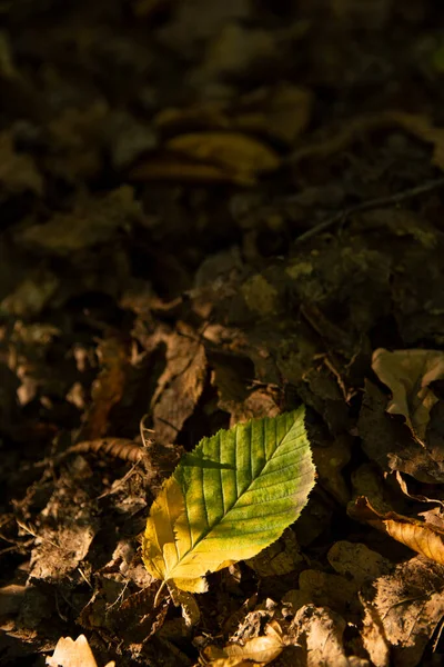 Folha Amarela Chão Uma Árvore Contra Fundo Outras Folhas Árvores — Fotografia de Stock