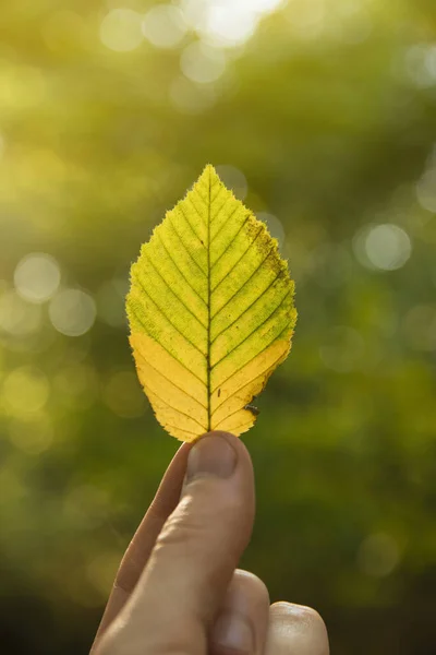 Рука Держит Желтый Оранжевый Зеленый Осенний Лист Фоне Осеннего Леса — стоковое фото