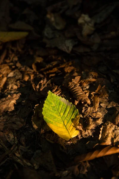 Feuille Jaune Sur Sol Arbre Sur Fond Autres Feuilles Arbres — Photo