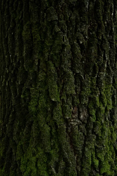 Hintergrund Baum Hainbuchenrinde Und Moos Nah Schönes Künstlerisches Licht — Stockfoto