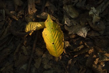 Bir ağacın zeminindeki sarı yaprak, sonbahar ormanındaki diğer turuncu, sarı ve yeşil yaprakların ve ağaçların arka planına karşıdır. Sonbahar arkaplanı. Gün batımında güzel sanatsal ışık. Yaklaş..