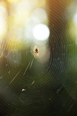 Örümcek avın ormanında bir ağa tutunuyor. Parlak sarı güneş ışığı, örümcek ağı, bahar mevsimi, vahşi doğa kavramının güzelliği..