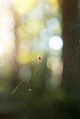 Örümcek avın ormanında bir ağa tutunuyor. Parlak sarı güneş ışığı, örümcek ağı, bahar mevsimi, vahşi doğa kavramının güzelliği..