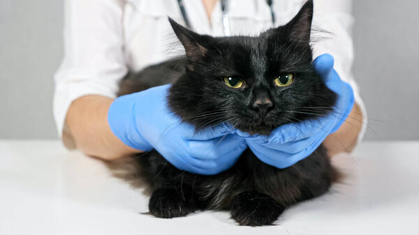 unrecognizable veterinarian probes the neck and head of a black cat