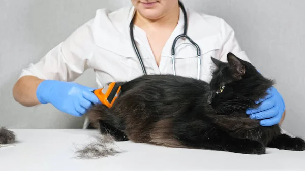 Неузнаваемая женщина-ветеринар расчесывает красивую черную длинноволосую кошку — стоковое фото