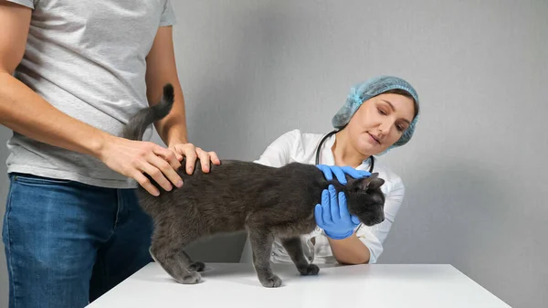 Tierklinik. Unbekannter Mann brachte graue junge Katze zur Untersuchung — Stockfoto