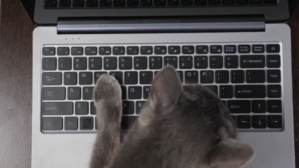 Cat presses buttons on laptop keyboard distracting from work — Stock Video