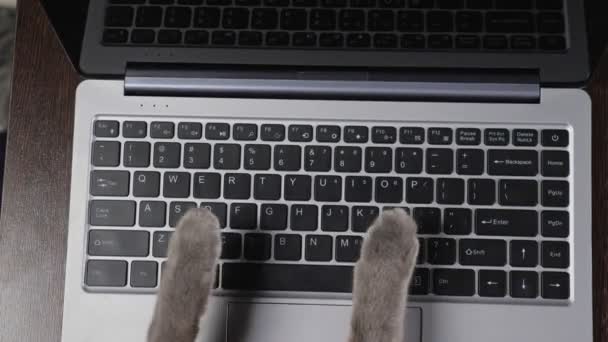 Кот нажимает кнопки на клавиатуре ноутбука, отвлекаясь от работы — стоковое видео