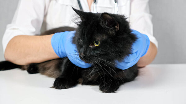 unrecognizable veterinarian probes the neck and head of a black cat
