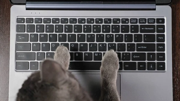 Gato presiona botones en el teclado portátil distrayendo del trabajo — Foto de Stock