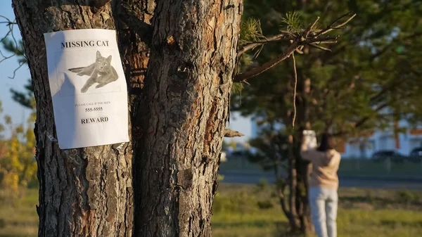 Plakat der vermissten Katze mit Bild hängt an Baum im Park — Stockfoto