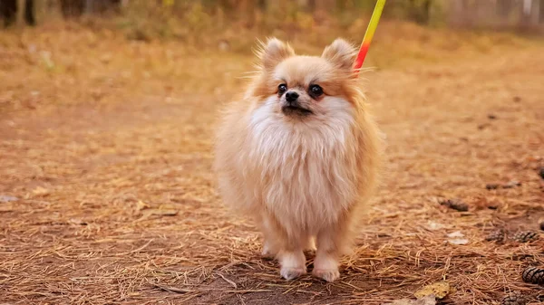 Mladá červená pomeranian mini spitz venku v podzimním parku — Stock fotografie