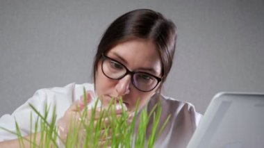 Laboratuvar çalışanı tablet PC kullanarak çimlerin büyümesini kontrol ediyor