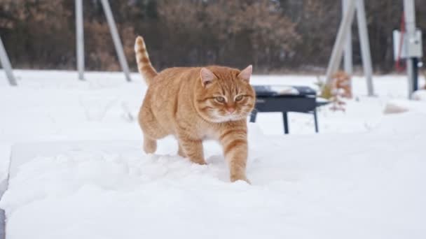 Red fluffy cat walks on white snow against trees in winter — 图库视频影像