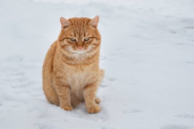 Gri gözlü tombul kızıl kedi karda oturuyor.