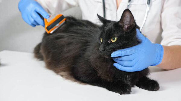 veterinarian combing a calm black cat with a brush, close-up
