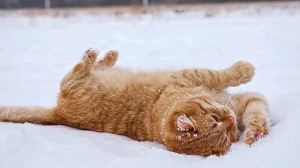Carino morbido domestico gatto rotoli in bianco neve scuotendo off — Foto Stock