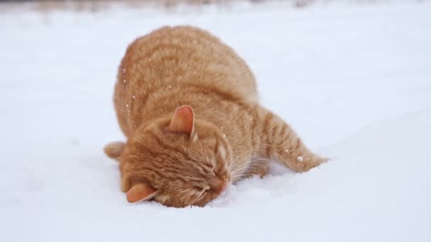 可爱的绒毛家猫在白雪中打滚抖动着 — 图库视频影像