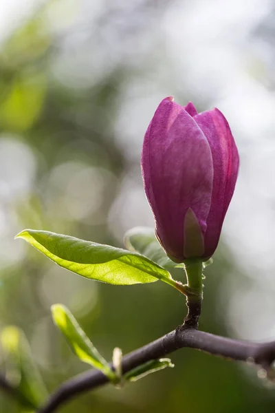 Magnólia Floresce Jardim Fundo Primavera — Fotografia de Stock