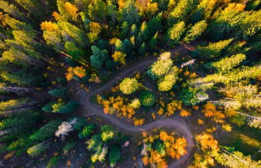 Güzel sonbahar ormanlarının manzaralı görüntüleri.