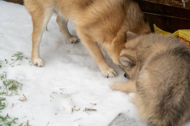 Bir çift köpeğin yemek yerken yakın plan çekimleri.
