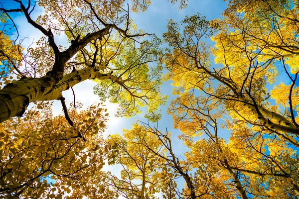 Plano Escénico Hermoso Bosque Otoñal — Foto de Stock