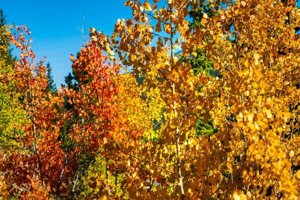 Szenische Aufnahme Des Schönen Herbstlichen Waldes — Stockfoto