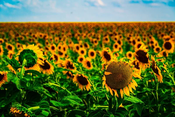 Scenic Shot Beautiful Sunflowers Field — Fotografia de Stock