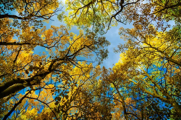 Güzel sonbahar ormanlarının manzaralı görüntüleri.