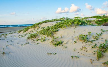 Sandy Dunes build on Padre Island , Texas , a Beach Destination Vacation on the Barrier Island with Sea Oats and Pathway to the Gulf of Mexico