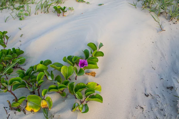 Sandy Dunes Build Padre Island Texas Beach Destination Vacation Barrier — Stockfoto