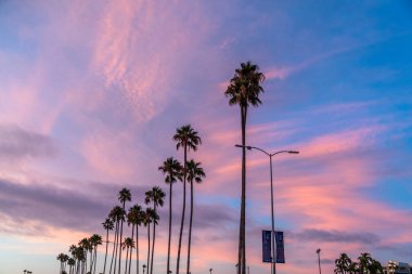  Palm Trees along the S Coast 