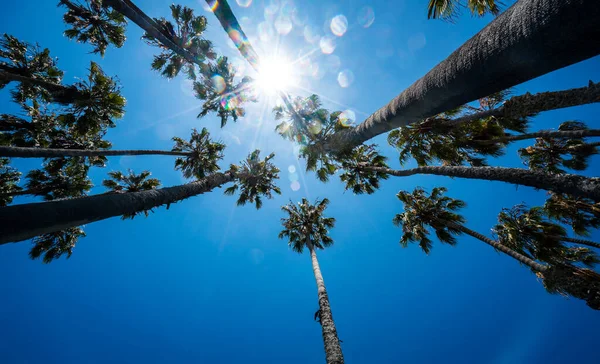 Looking straight up at Palm Trees along the Southern Texas Gulf Coast in Corpus Christi , Texas , USA on a perfect sunny blue sky day