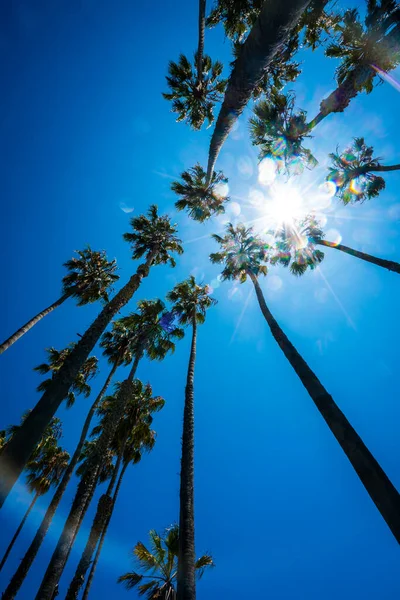 Κοιτάζοντας Κατ Ευθείαν Επάνω Στο Palm Trees Κατά Μήκος Της — Φωτογραφία Αρχείου